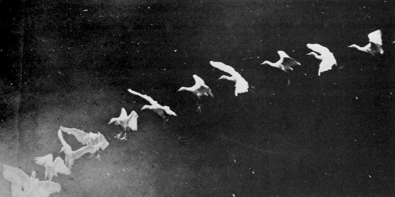 Illustration for article titled Chronophotography: The Photos That Revealed The Secrets Of Motion